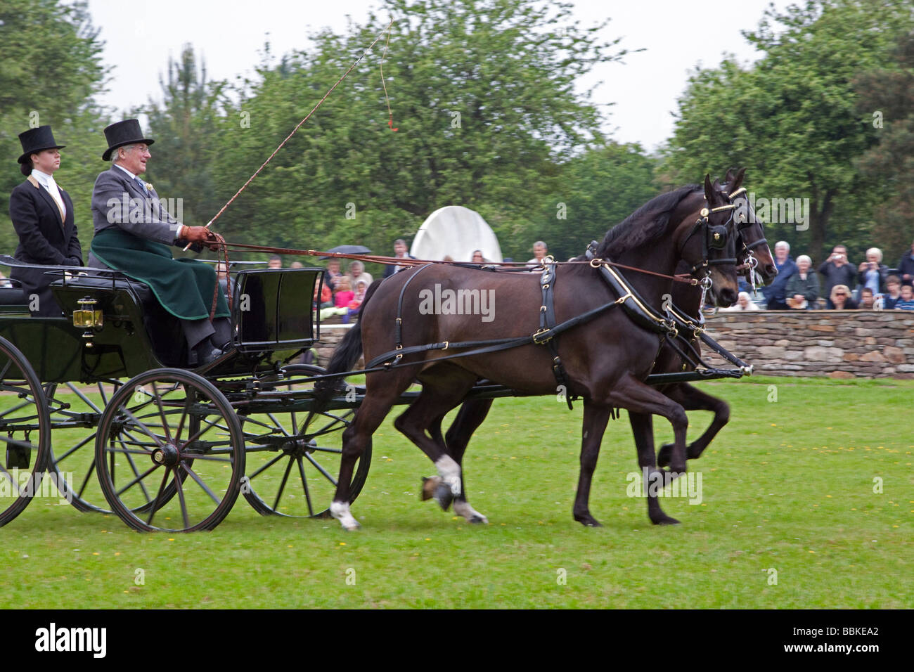 Coppia di cavalli Morgan tirando un carrello Foto Stock
