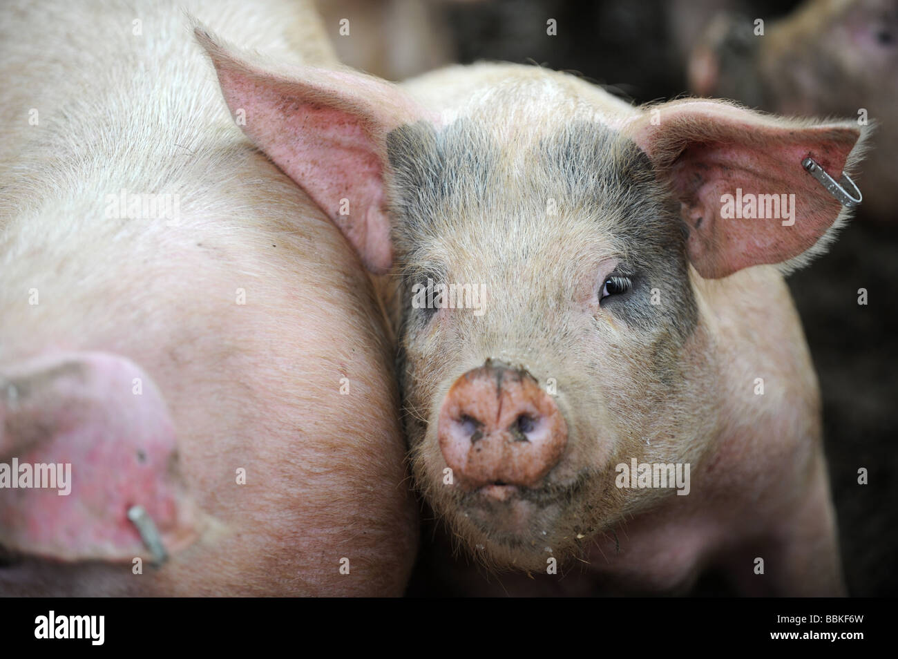 Una metà croce bianca pig guardando la telecamera Foto Stock