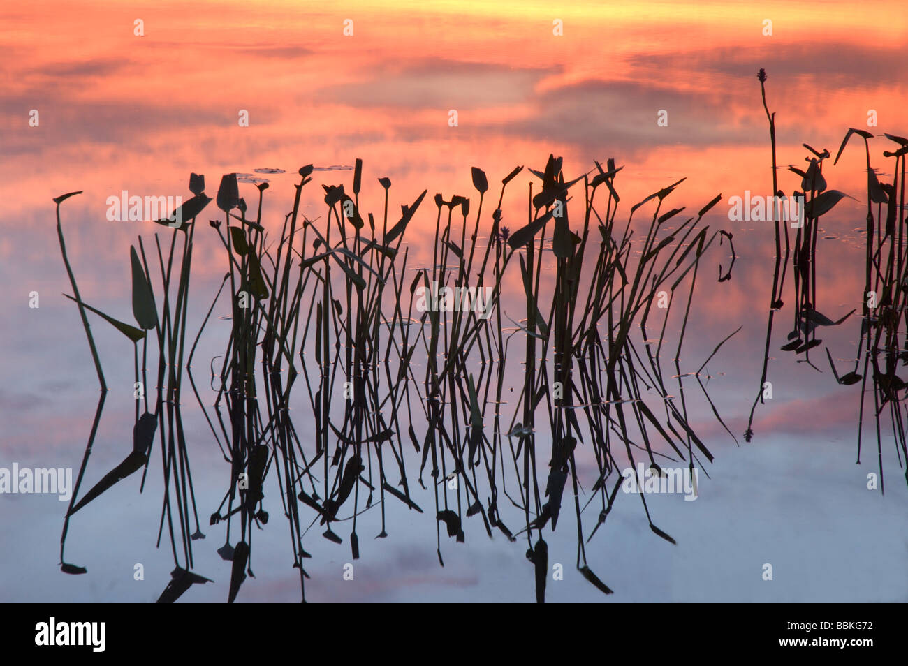 Calma giugno serata in un mirtillo palustre bog pond. L'acqua relects il cielo e cat-o-nove code come uno specchio. Foto Stock