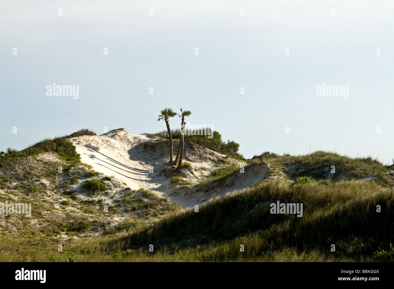 Due palme sulla cima di una duna di sabbia in Florida Foto Stock