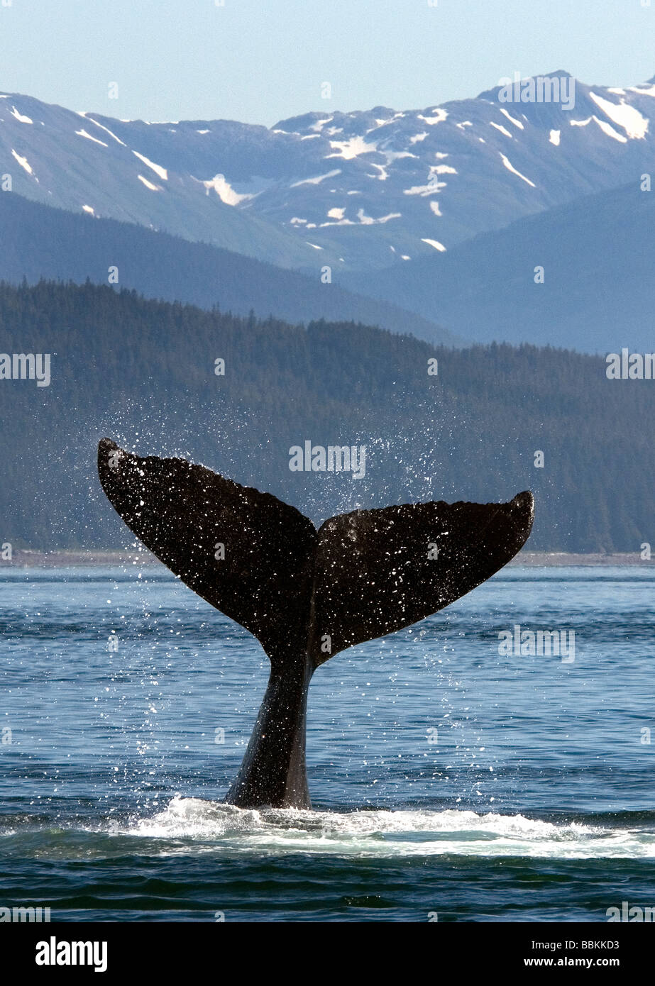 Humpback Whale Megaptera novaeangliae Point Adolphus Alaska USA Foto Stock