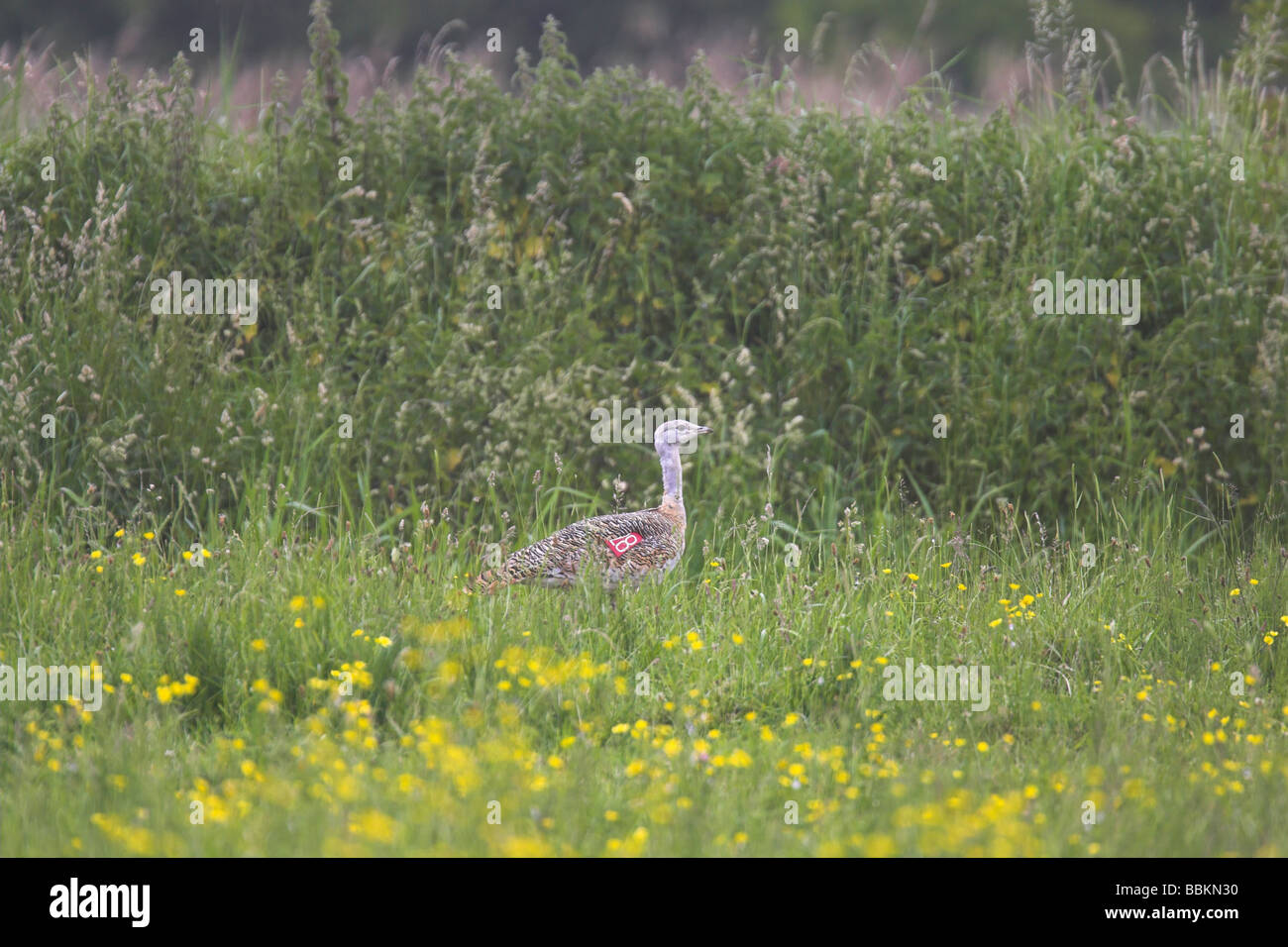 Grande Bustard Otis tarda a piedi maschili in fiore prato in Puxton Moor, Somerset nel mese di giugno. Foto Stock