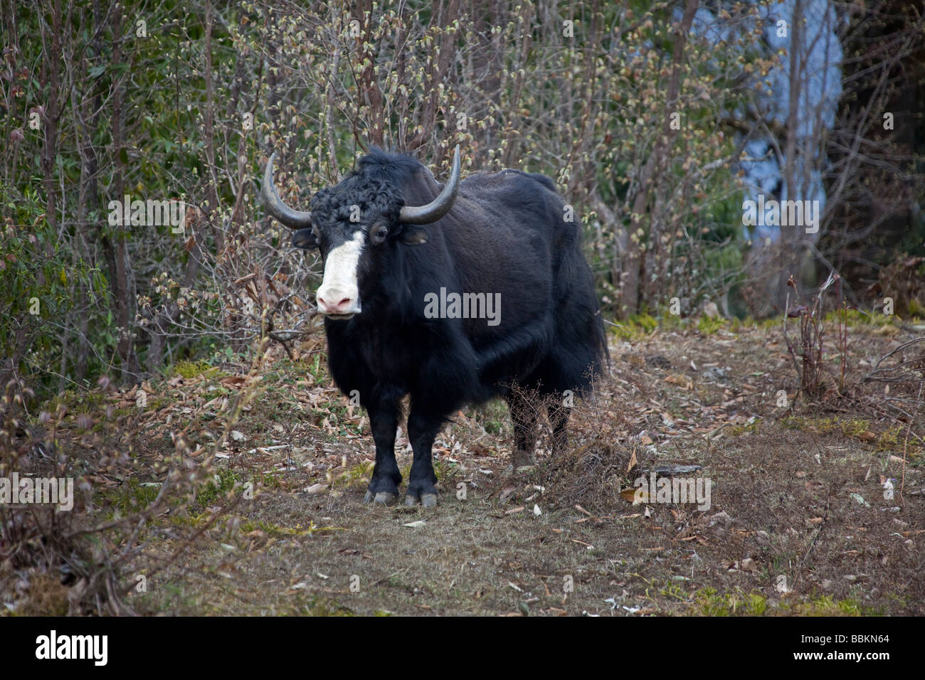 Yak in piedi rivolto verso il naso bianco pelo nero nella foresta montana intervallo vicino Wangdu Bhutan 91527 Orizzontale Bhutan-Yak Foto Stock