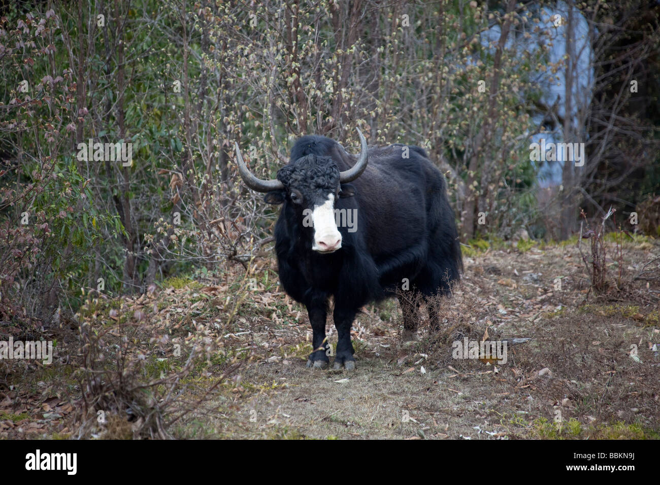 Yak in piedi rivolto verso il naso bianco pelo nero nella foresta montana intervallo vicino Wangdu Bhutan 91526 Orizzontale Bhutan-Yak Foto Stock