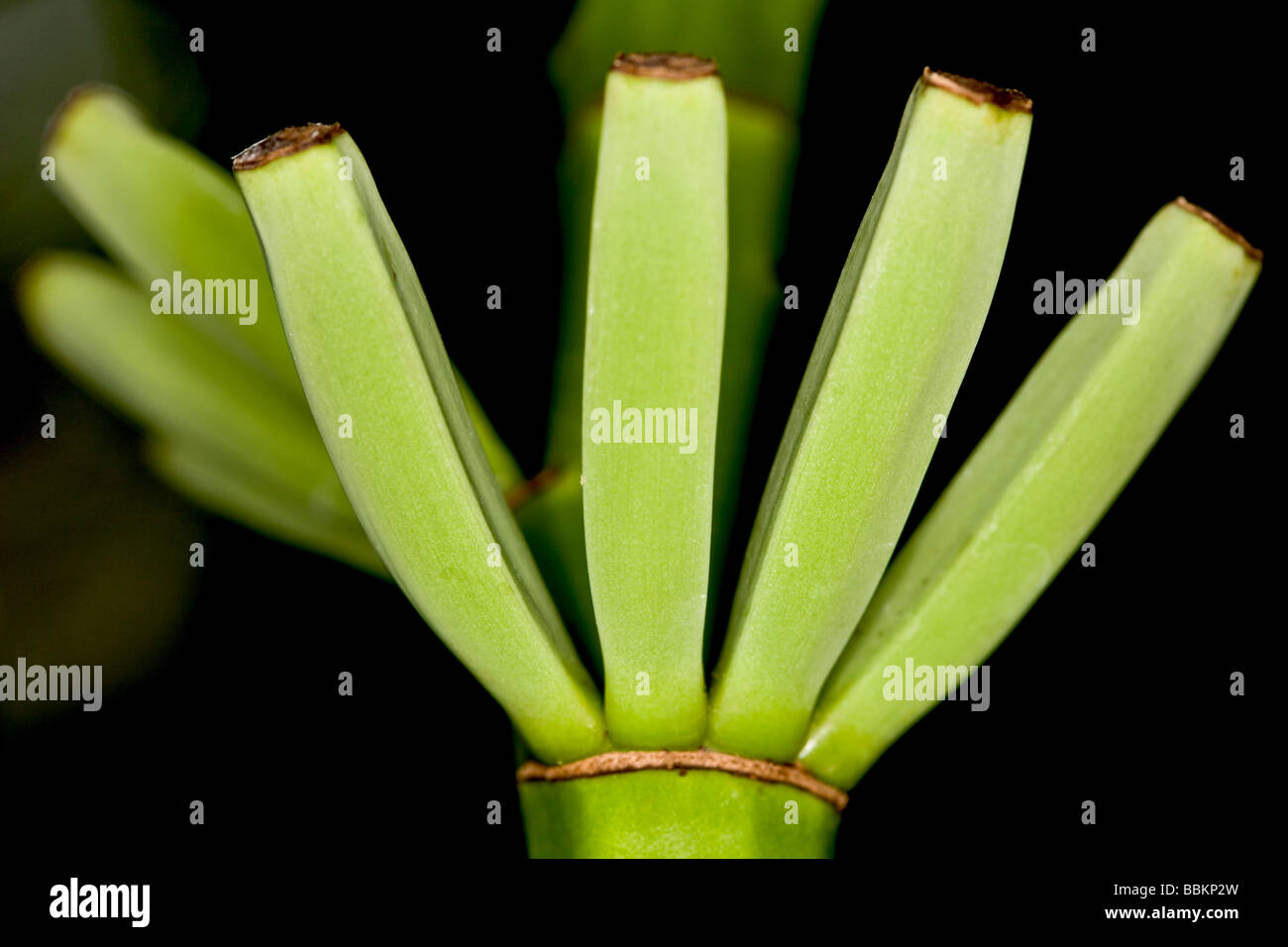 Grappolo di banane (Musa) Foto Stock