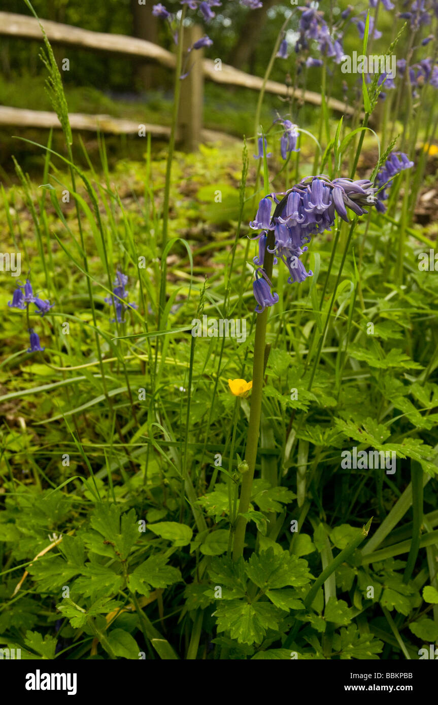 Bluebell dominante fiore in un bosco con una staccionata in legno al di fuori della messa a fuoco in background sulla Penisola di Gower Galles Foto Stock