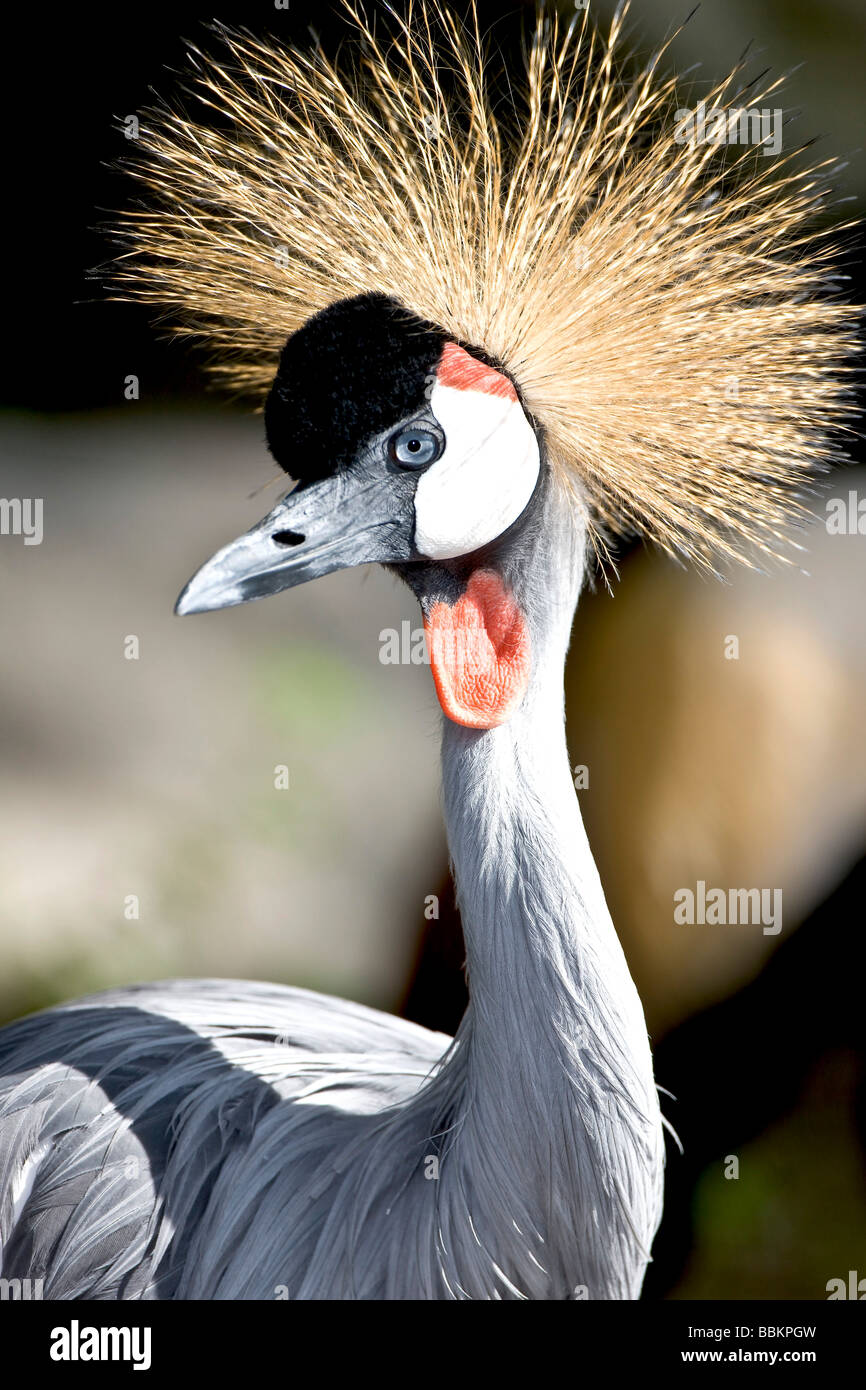 Grey Crowned Crane (Balearica regulorum), Uganda Foto Stock