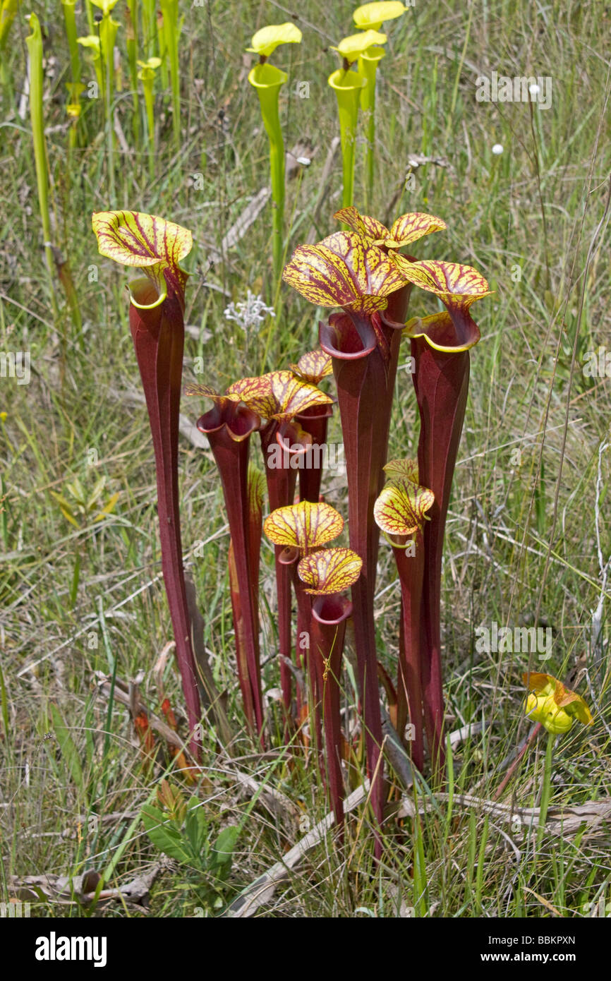 Pianta carnivora tromba brocca piante Sarracenia flava var rubricorpora Florida USA Foto Stock