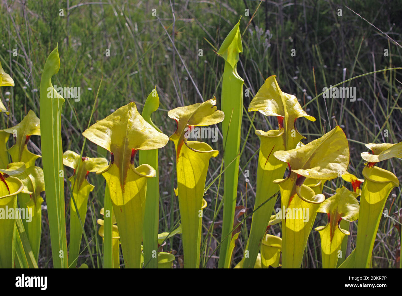 Pianta carnivora giallo o tromba brocca piante Sarracenia flava crescendo in infiltrazioni bog Florida USA, da Carol Dembinsky/Dembinsky Foto Assoc Foto Stock