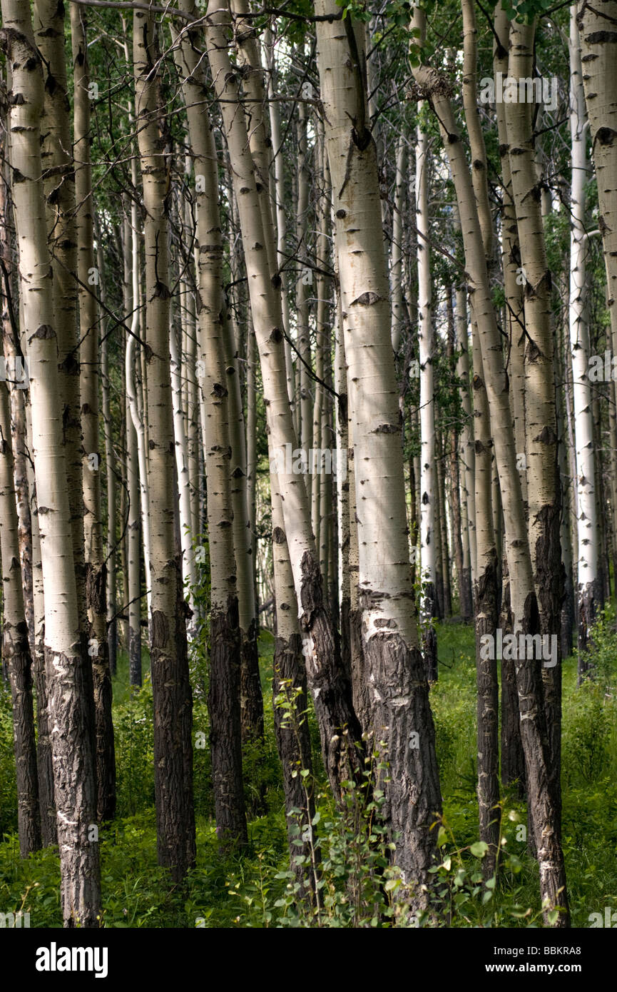 Aspen tronchi d albero illuminato da pezzata sole estivo con il verde del sottobosco. Foto Stock