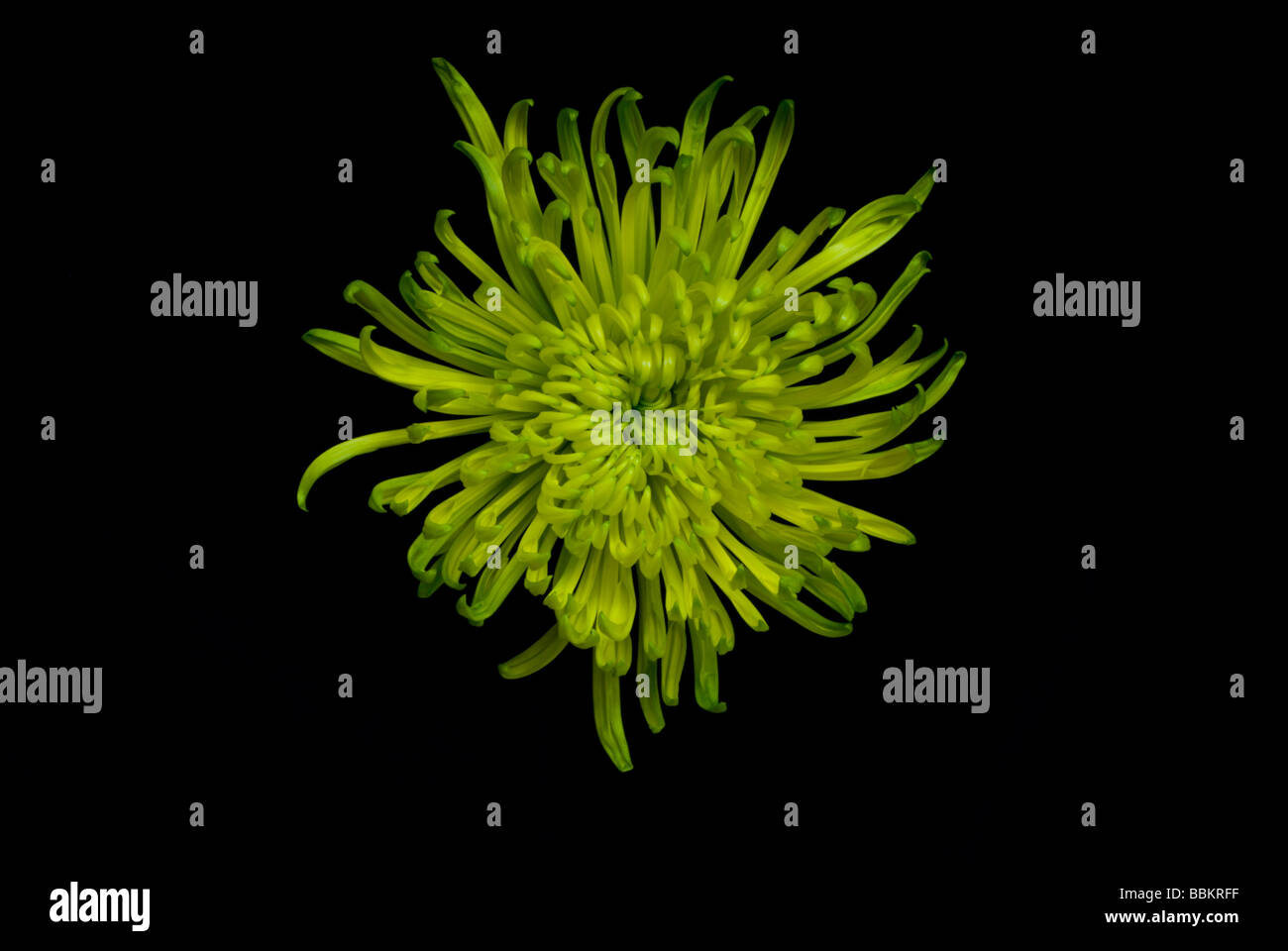 Crisantemo verde 5 Foto Stock