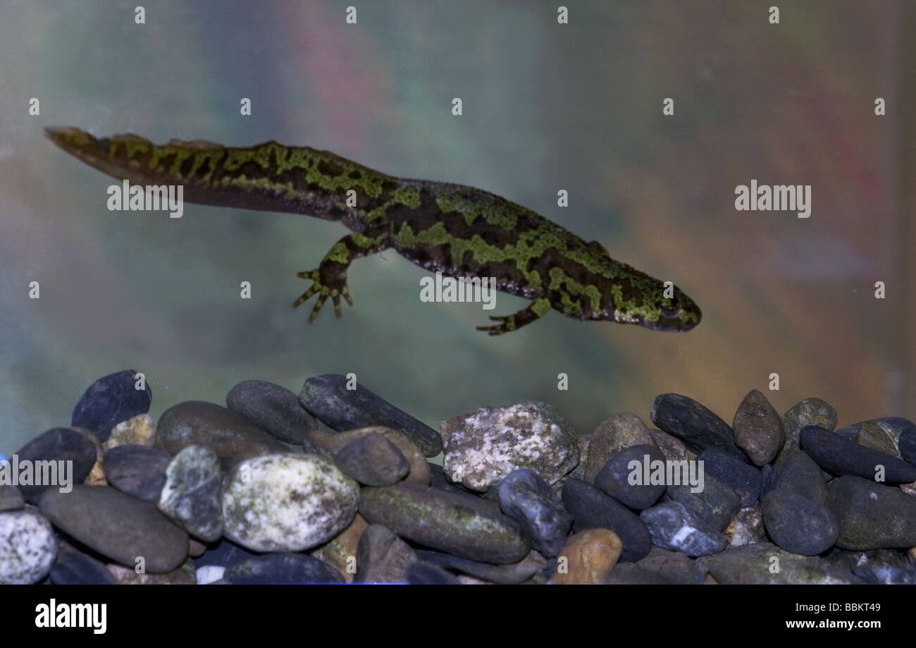 Newt in marmo;maschio nuotare sotto l'acqua; Foto Stock