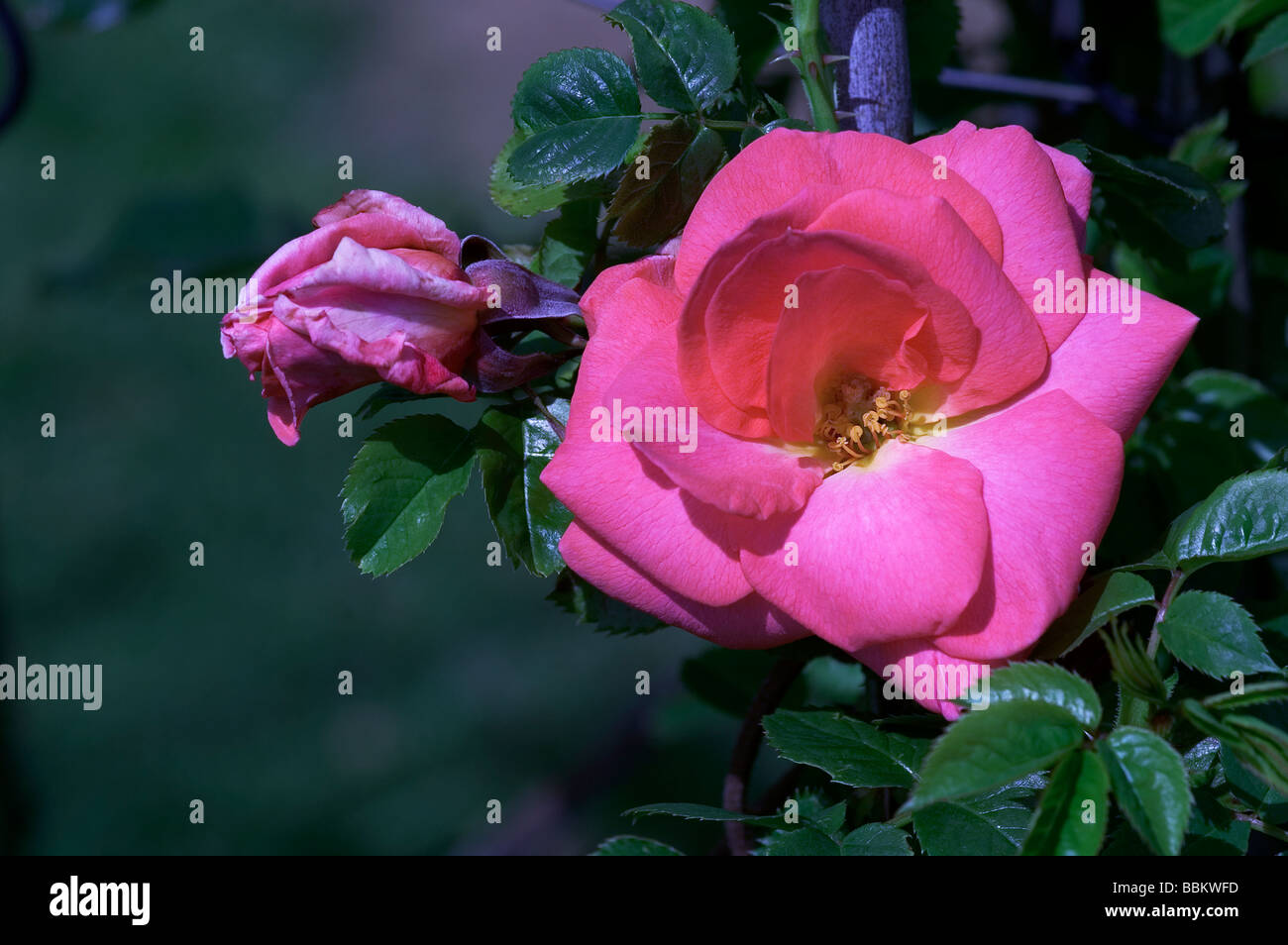Un unico fiore con una apertura bocciolo di rosa rampicante "all'aperto"; Foto Stock