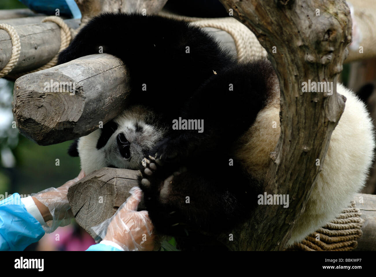 Panda gigante (Ailuropoda melanoleuca) nella ricerca e centro di allevamento, Chengdu Sichuan, in Cina, Asia Foto Stock