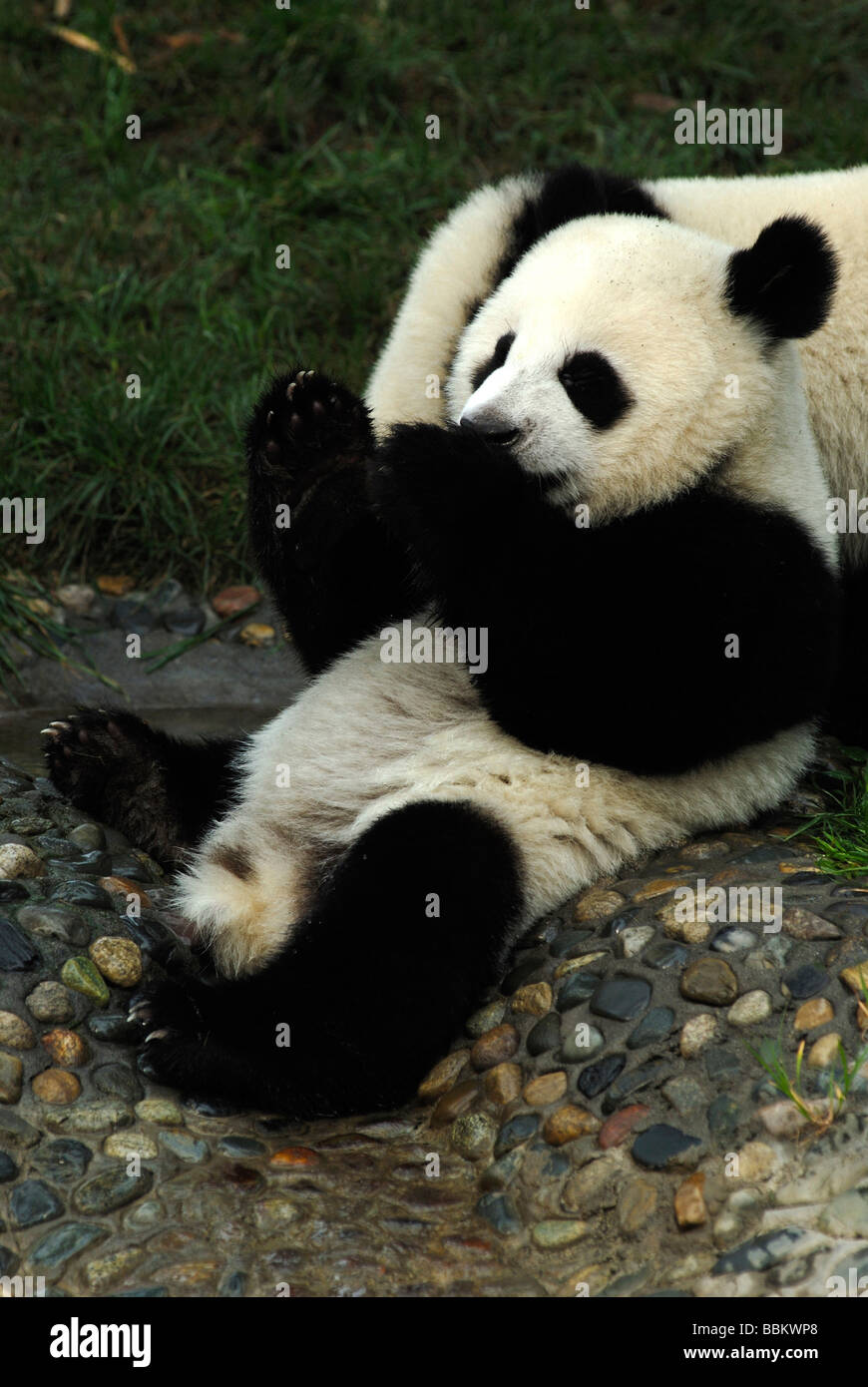 Panda gigante (Ailuropoda melanoleuca) nella ricerca e centro di allevamento, Chengdu Sichuan, in Cina, Asia Foto Stock