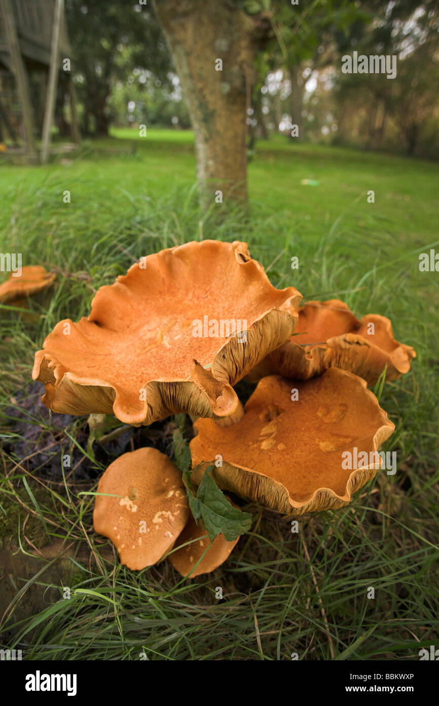 Grande albero a fungo, Texel, Holland, Paesi Bassi Foto Stock