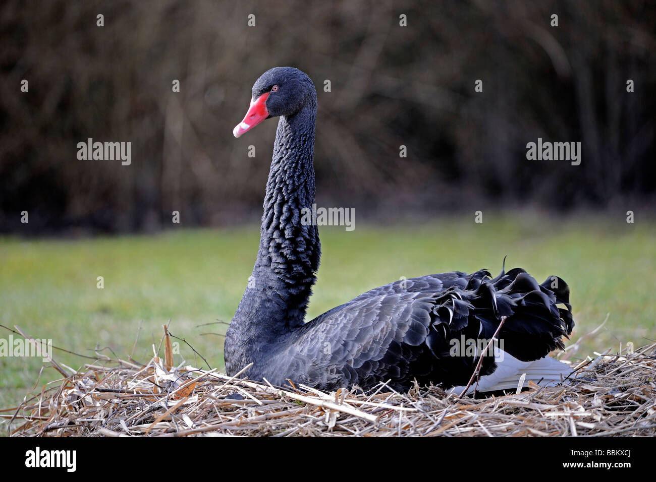 Black Swan (Cygnus altratus), il nido, Australia Foto Stock