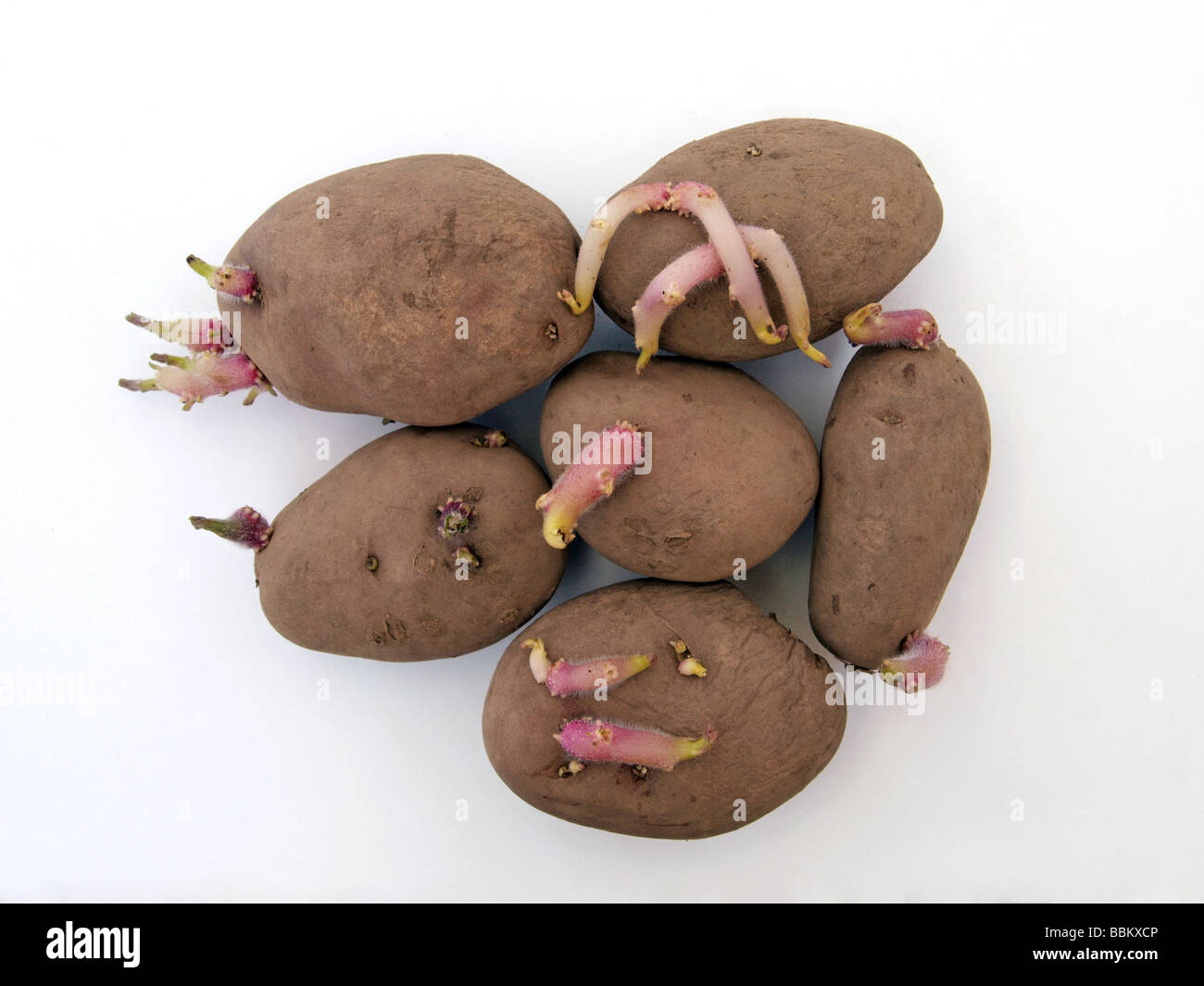 Organici di tuberi seme di patate la germogliazione pronti per la semina Foto Stock