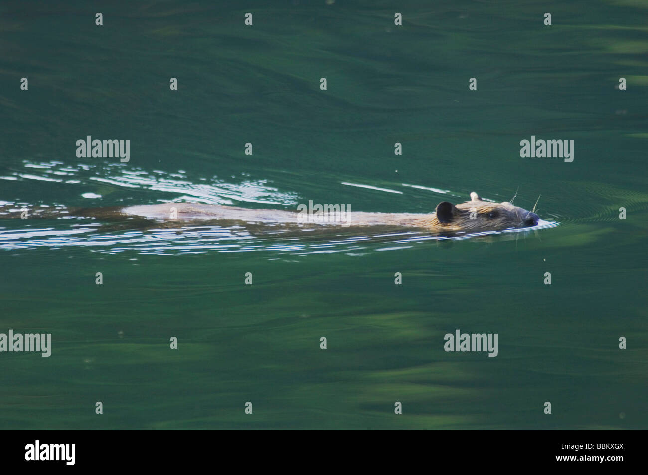 American Beaver Castor canadensis Glacier National Park Montana STATI UNITI D'AMERICA LUGLIO 2007 Foto Stock