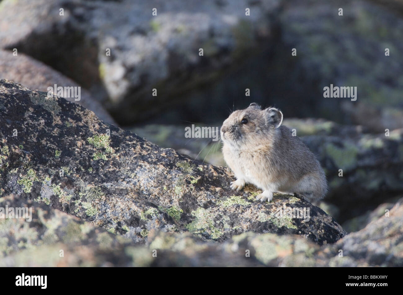 American Pika Ochotona princeps Rocky Mountain National Park Colorado USA Giugno 2007 Foto Stock