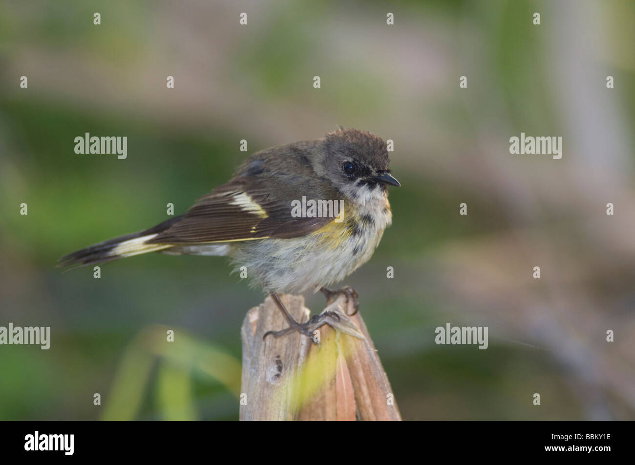 American Redstart Setophaga ruticilla giovane maschio Port Aransas Texas USA Maggio 2007 Foto Stock