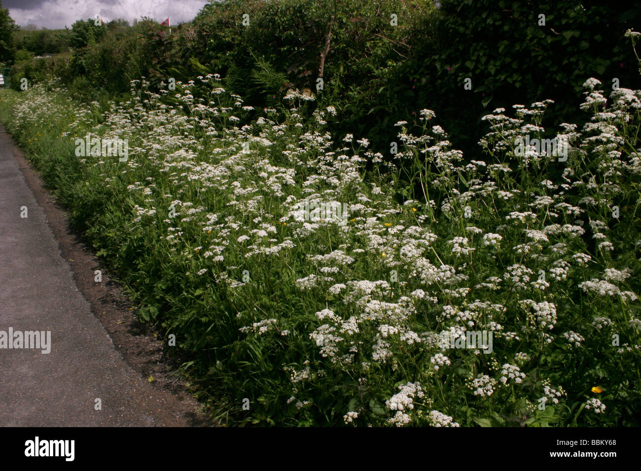 Mucca Prezzemolo Anthriscus sylvestris Apiaceae REGNO UNITO Foto Stock