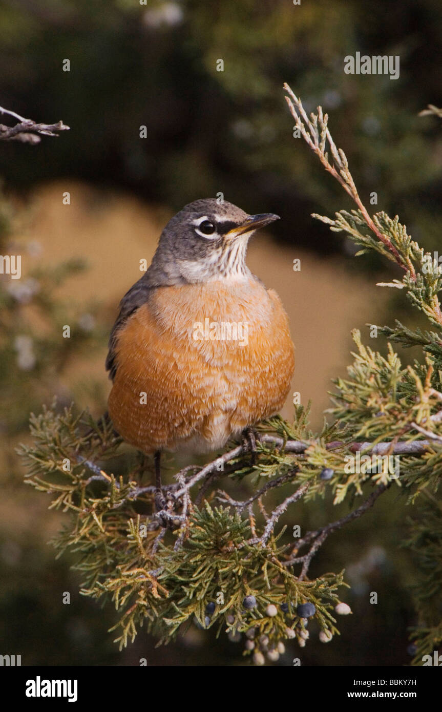 American Robin Turdus migratorius femmina su juniper tree NP Yellowstone Wyoming Settembre 2005 Foto Stock