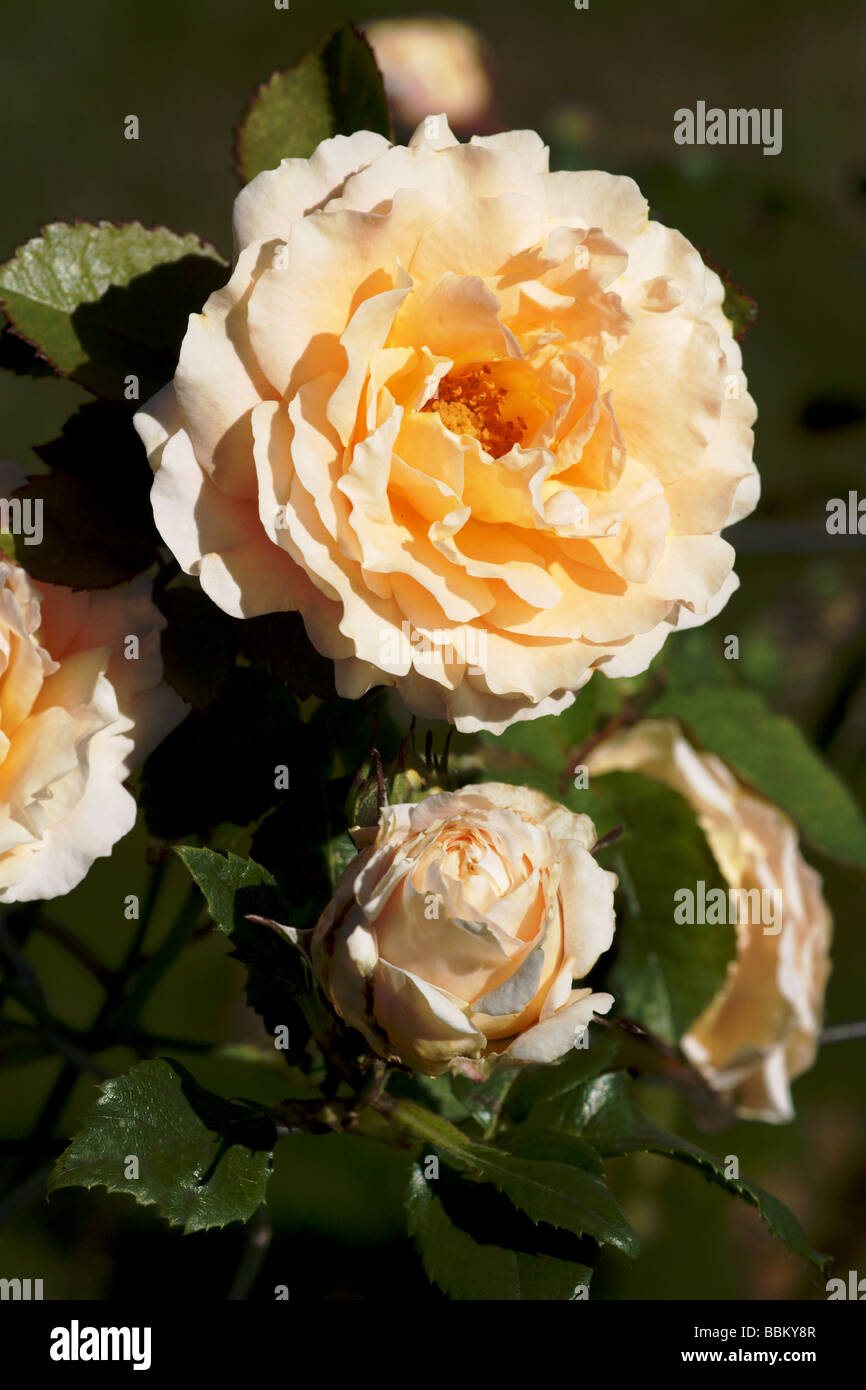 La rosa rampicante 'polka' ;doppio tipo di fiore con boccioli di apertura; Foto Stock