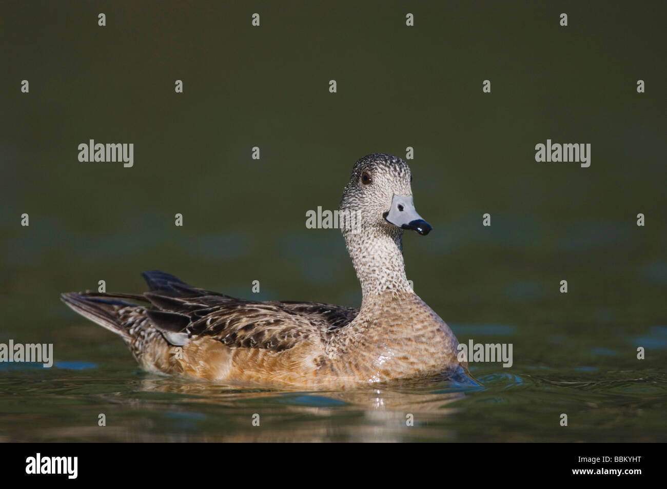 American Wigeon Anas americana piscina per adulti Hill Country Texas USA Aprile 2007 Foto Stock