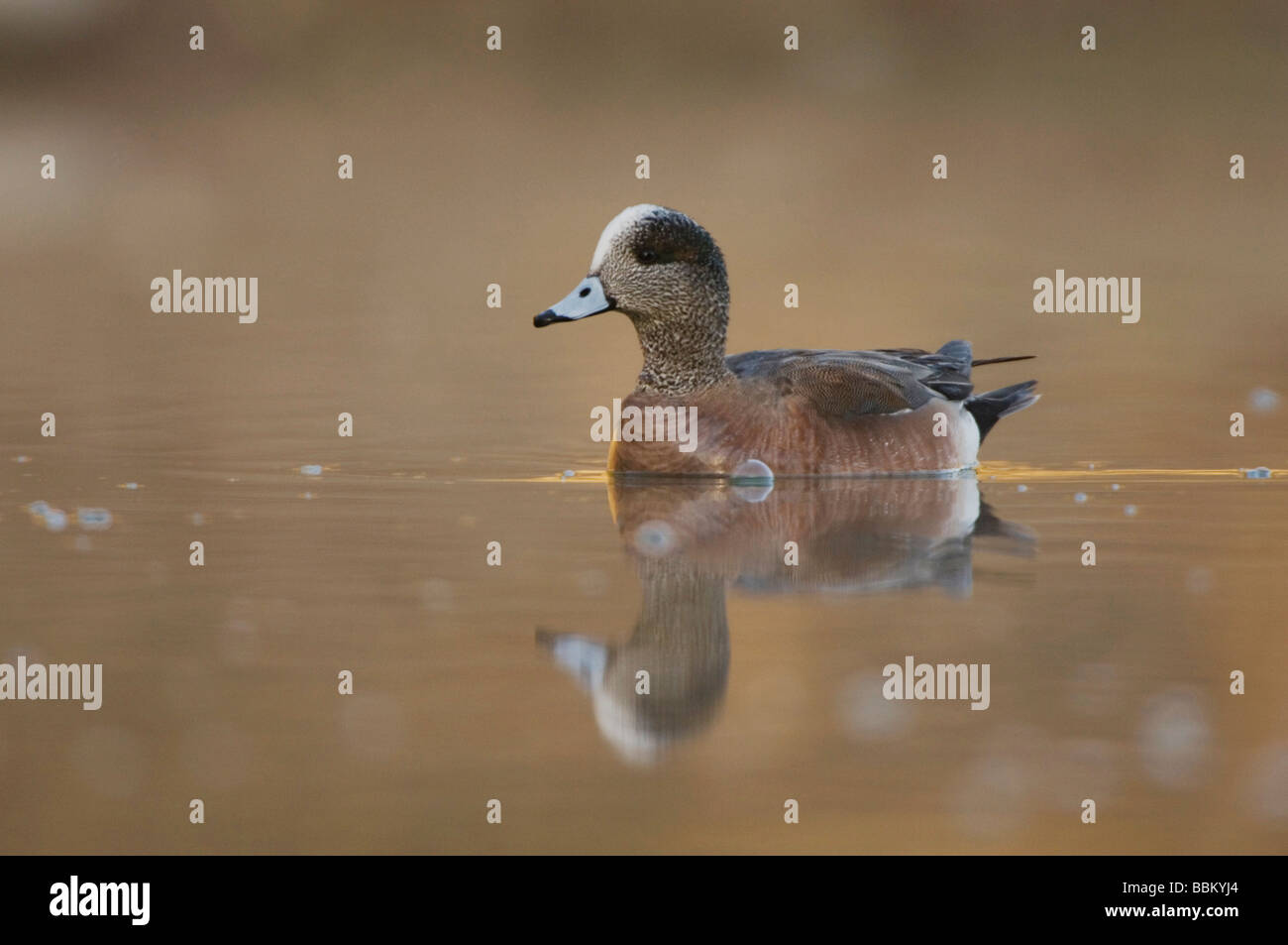 American Wigeon Anas americana piscina per adulti Hill Country Texas USA Aprile 2007 Foto Stock