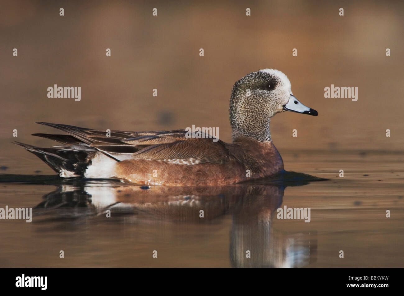 American Wigeon Anas americana piscina per adulti Hill Country Texas USA Aprile 2007 Foto Stock