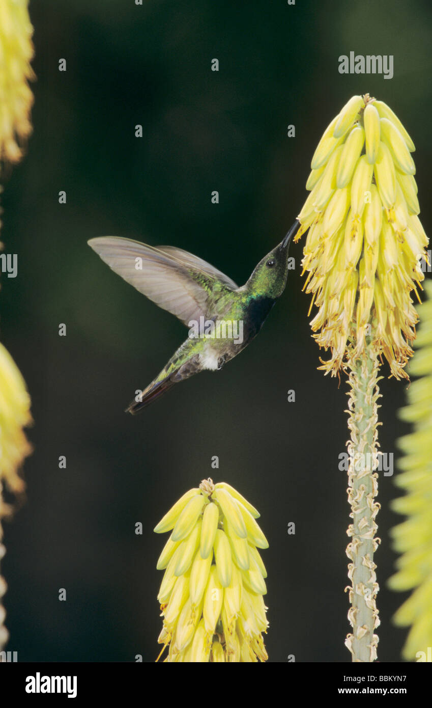 Antillean Mango Anthracothorax dominicus alimentazione maschio su Agave blossom Bosque Estatal de Guanica Puerto Rico USA Foto Stock