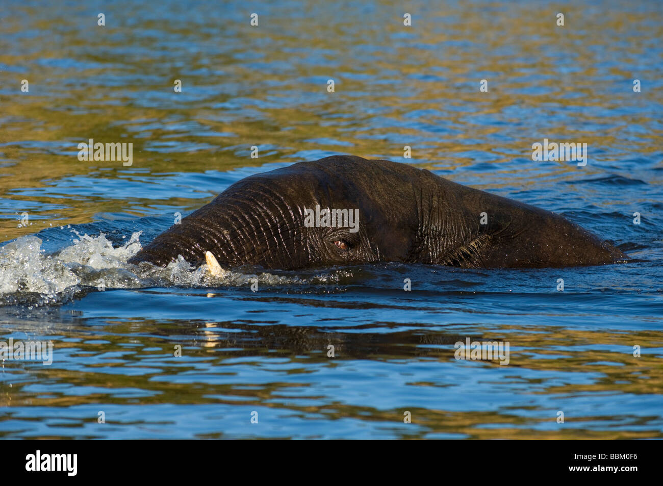 Bush africano Elefante africano (Loxodonta africana), nuotare nel fiume Chobe, Chobe National Park, Botswana, Africa Foto Stock