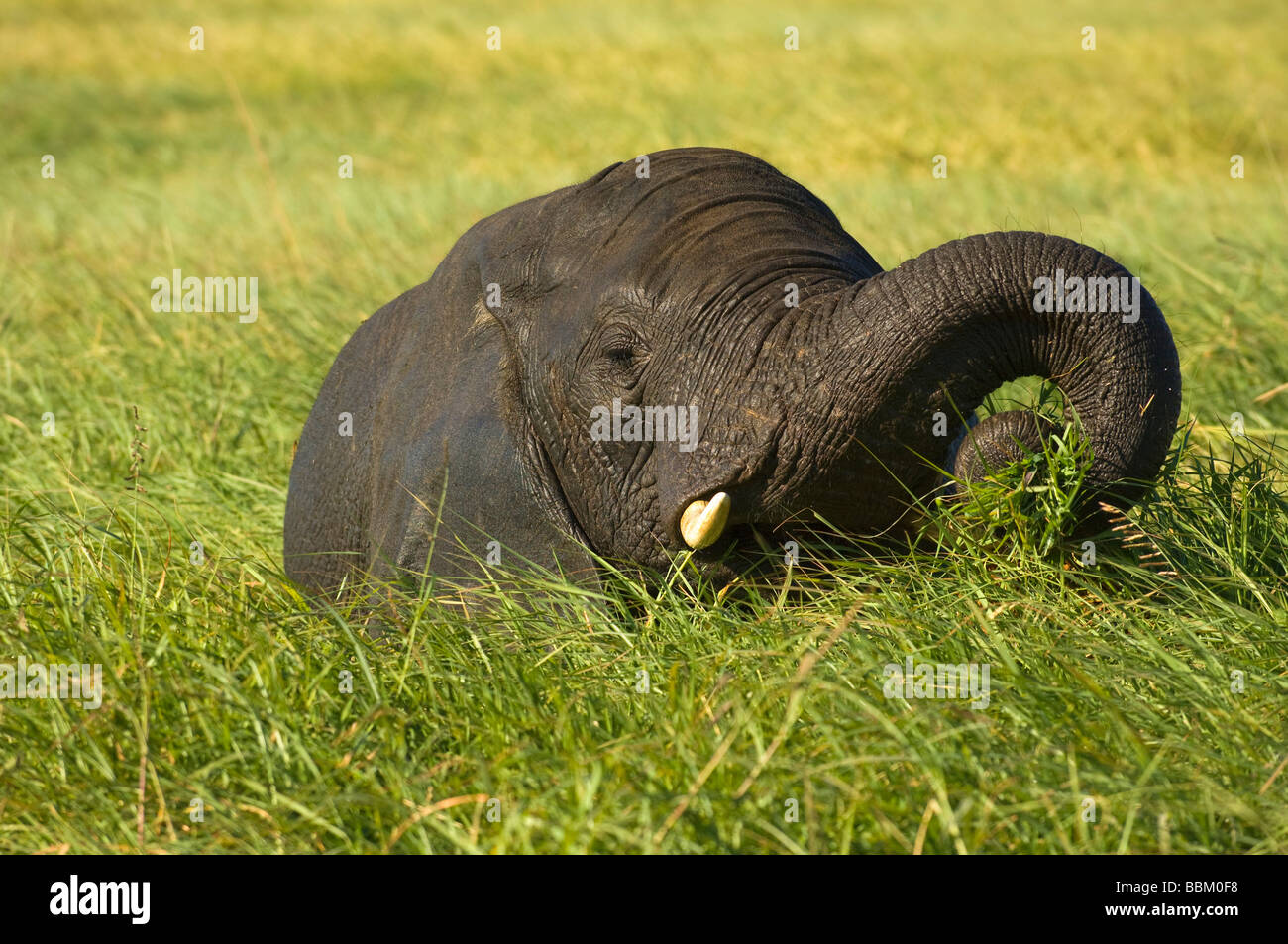 Bush africano Elefante africano (Loxodonta africana), mangiare su un isola di erba nel fiume Chobe, Chobe National Park, Botswana, Africa Foto Stock