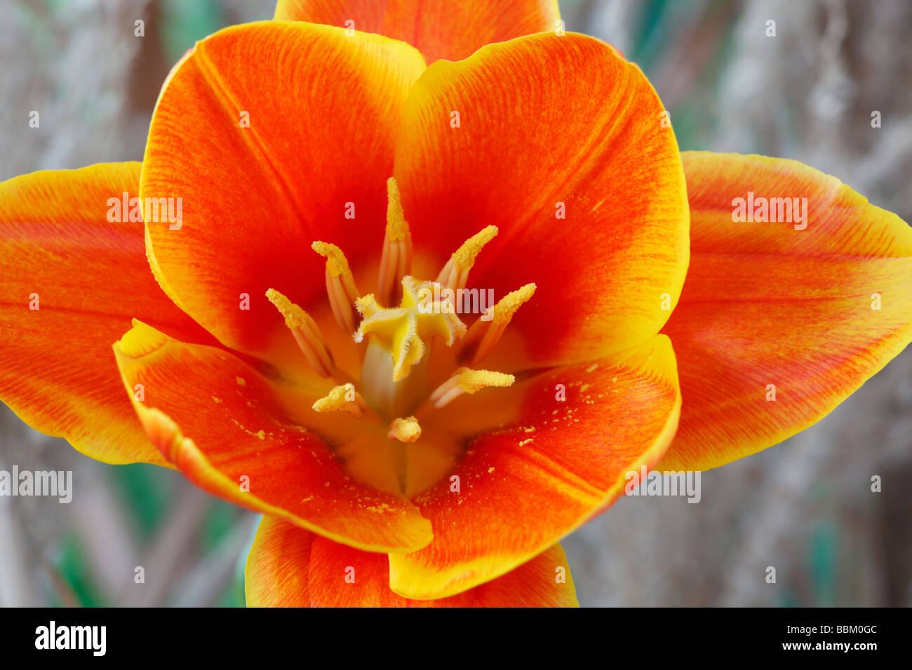 Tulipa 'early harvest? (Tulip) Kaufmanniana Gruppo. Close up fiore con otto petali e stami invece dei soliti sei. Foto Stock