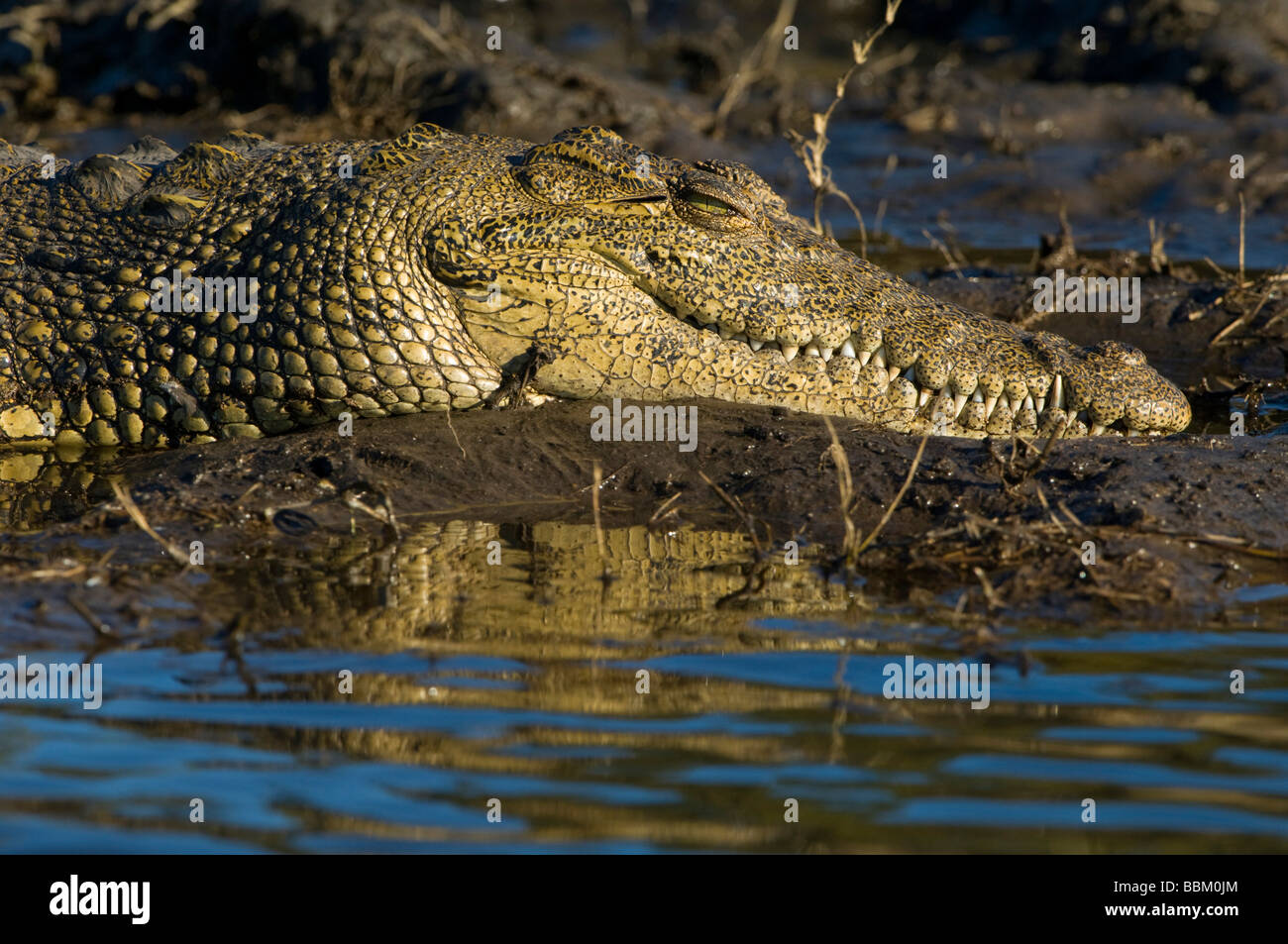 Coccodrillo del Nilo (Crocodylus niloticus) sulle rive del fiume Chobe, ritratto, Chobe National Park, Botswana, Africa Foto Stock