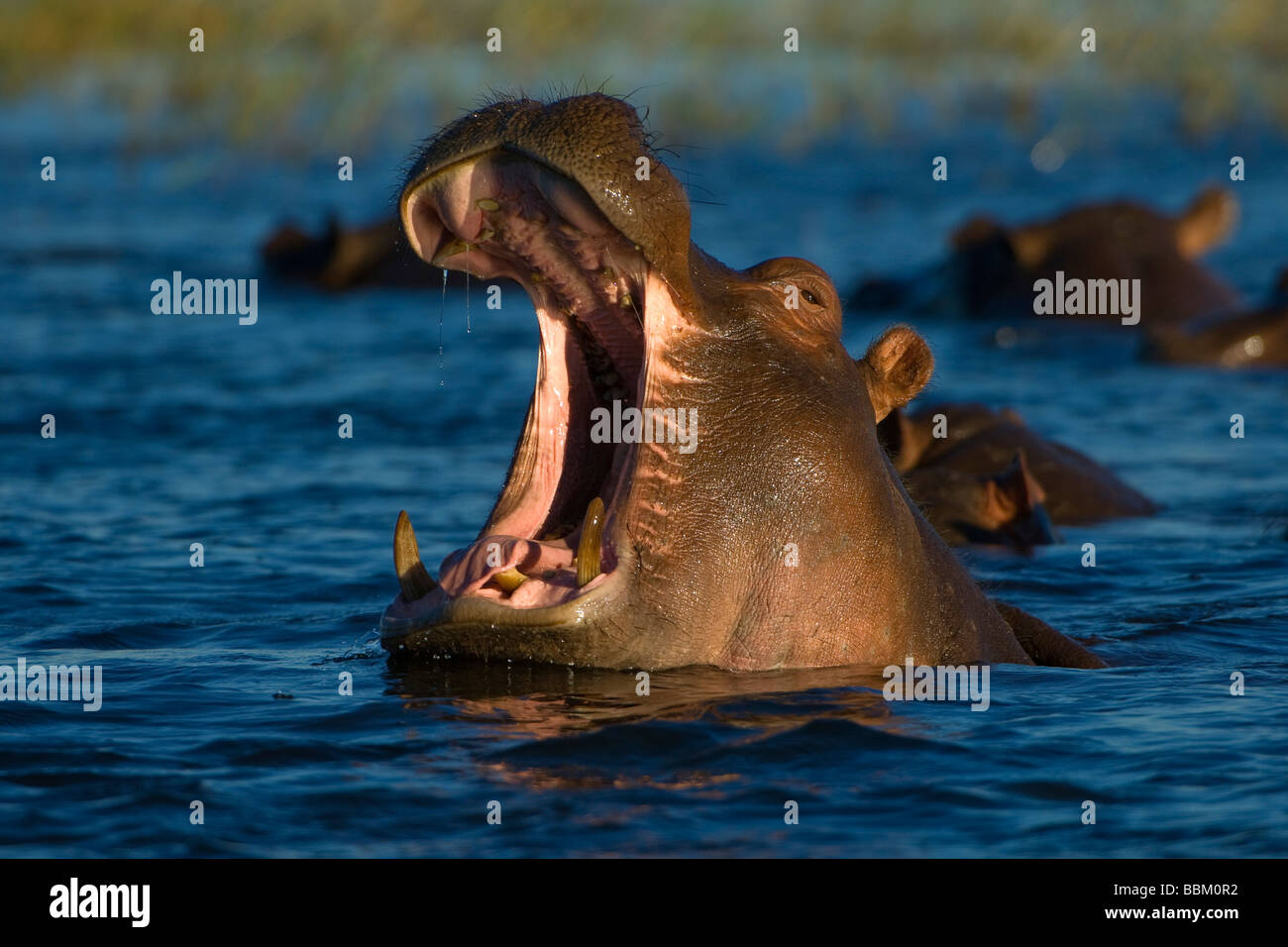 Ippona (Hippopotamus amphibius) sbadigli, Chobe National Park, Botswana, Africa Foto Stock