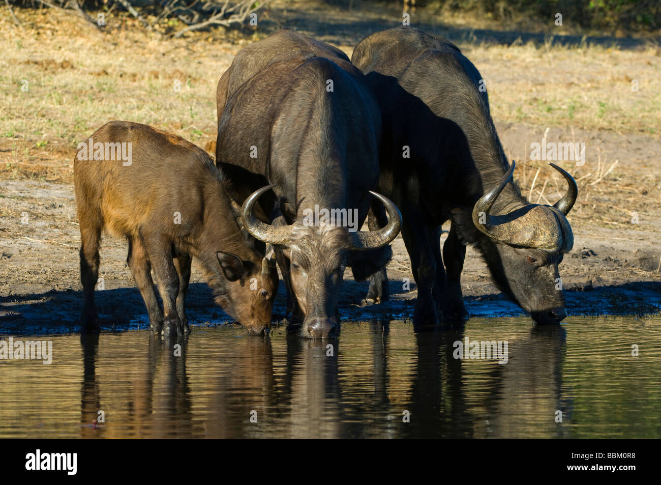 Bufali africani (Syncerus caffer), famiglia di bere, Chobe National Park, Botswana, Africa Foto Stock