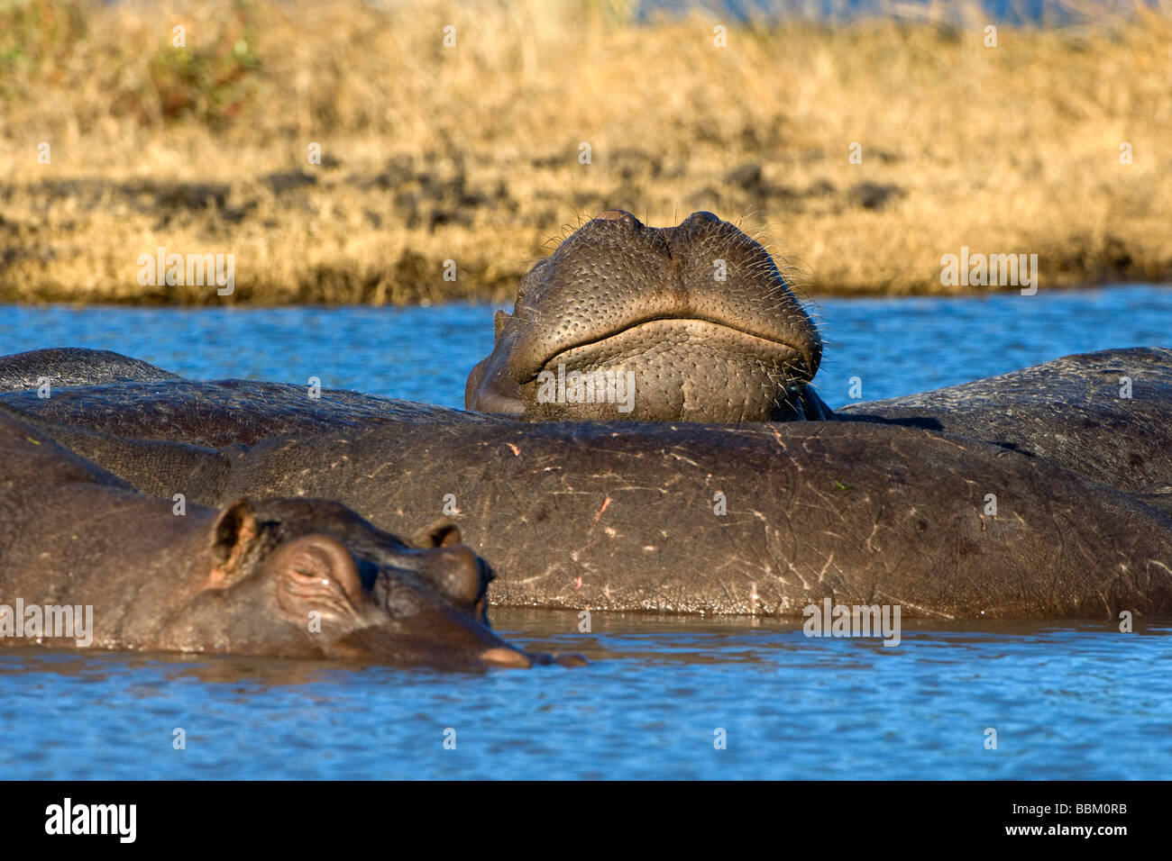 Ippona (Hippopotamus amphibius), gruppo a prendere il sole, Chobe National Park, Botswana, Africa Foto Stock