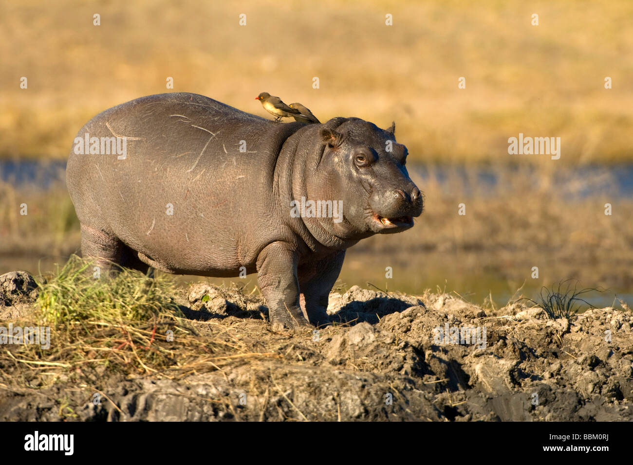 Ippona (Hippopotamus amphibius), giovane animale, Chobe National Park, Botswana, Africa Foto Stock