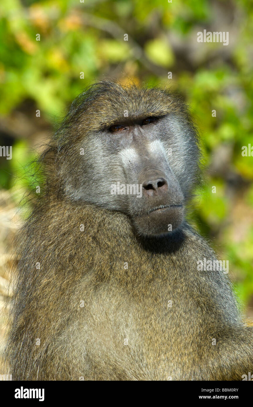 Babbuino giallo (Papio cynocephalus), ritratto, Chobe National Park, Botswana, Africa Foto Stock