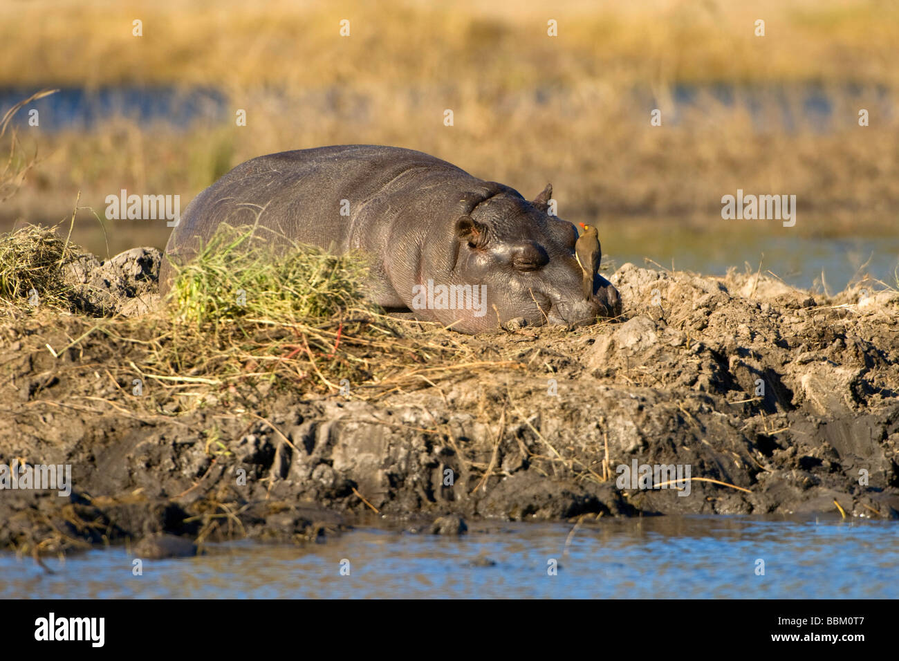 Ippona (Hippopotamus amphibius), giovane animale a prendere il sole, Chobe National Park, Botswana, Africa Foto Stock