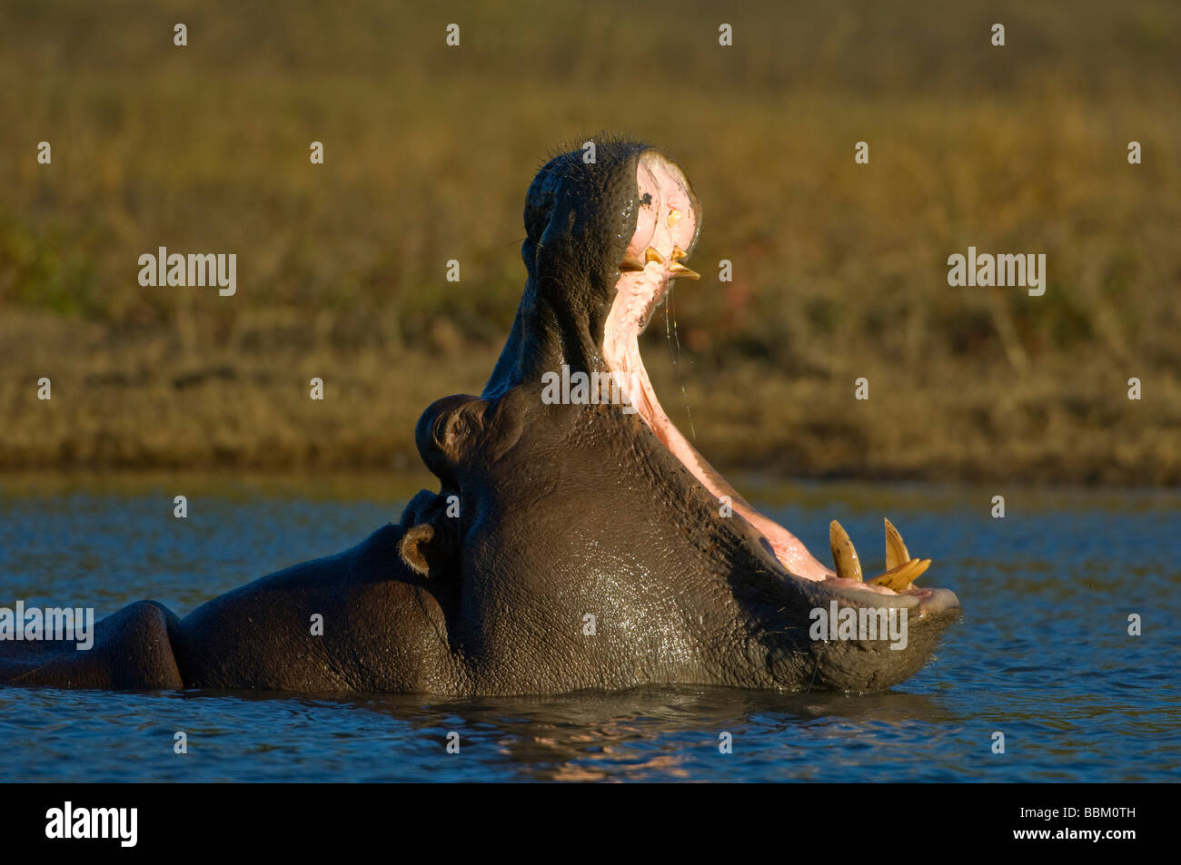 Ippona (Hippopotamus amphibius) sbadigli, Chobe National Park, Botswana, Africa Foto Stock