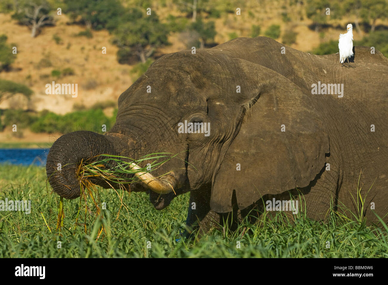 Bush africano Elefante africano (Loxodonta africana), mangiare su un isola di erba nel fiume Chobe, Chobe National Park, Botswana, Africa Foto Stock