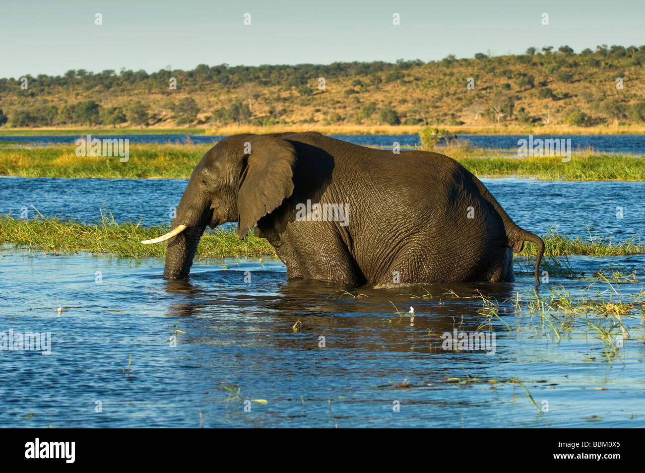 Bush africano Elefante africano (Loxodonta africana), attraversando il fiume Chobe, Chobe National Park, Botswana, Africa Foto Stock