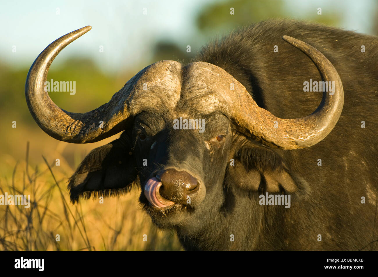 Bush africano Elefante (Syncerus caffer) nell ultimo giorno, ritratto, Chobe National Park, Botswana, Africa Foto Stock