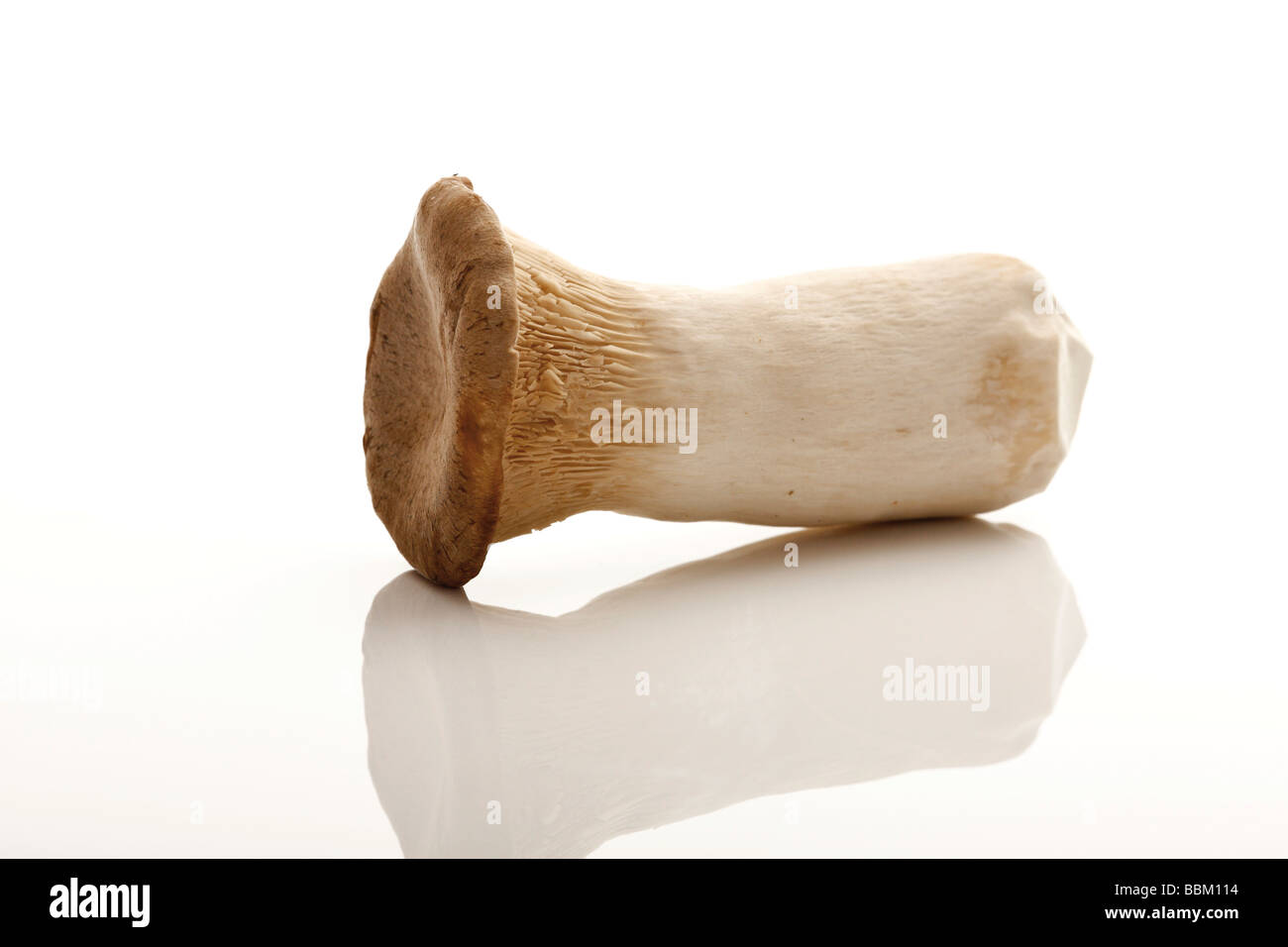 Re tromba a fungo, Corno francese di funghi o Re Oyster (fungo Pleurotus eryngii) Foto Stock