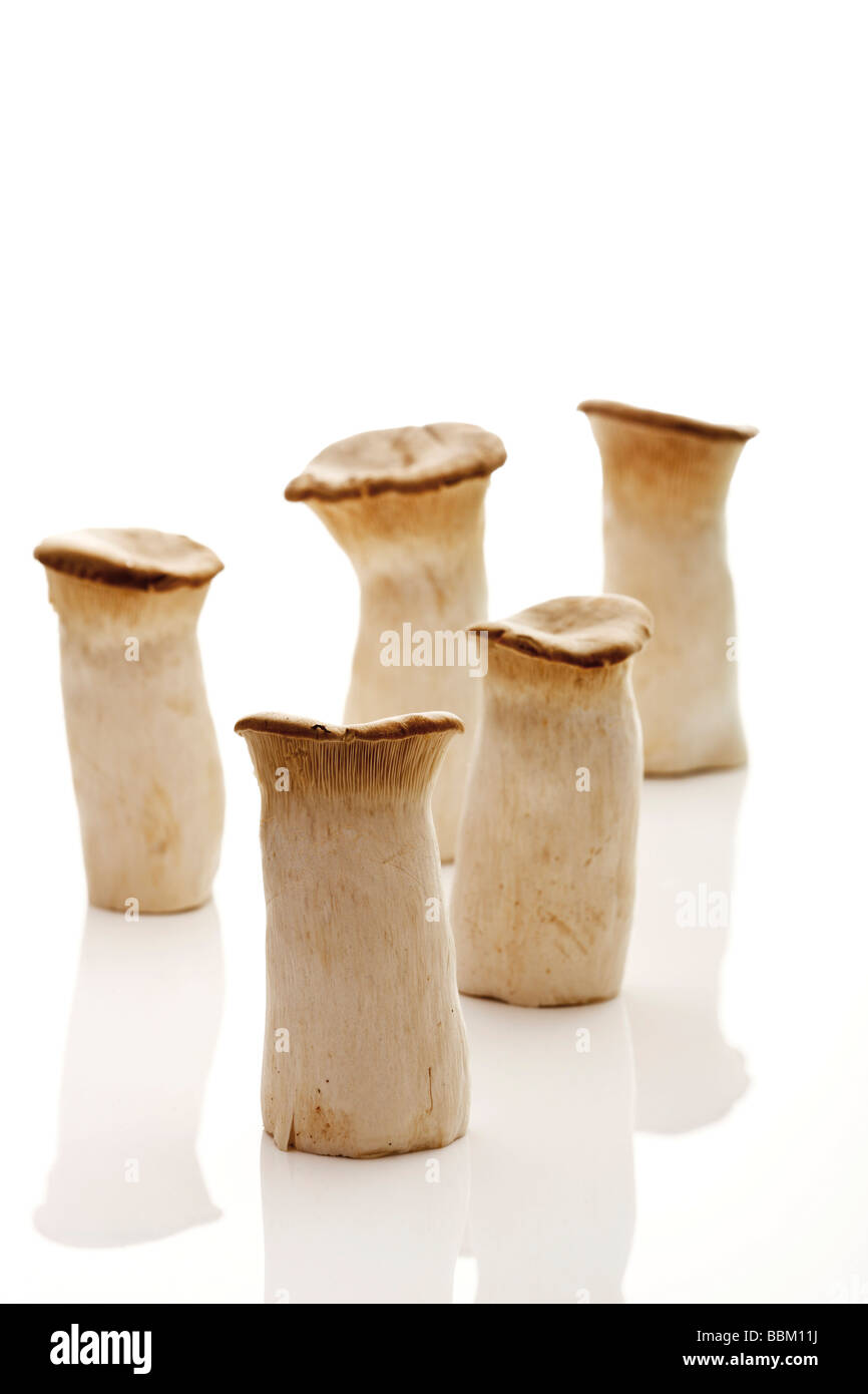 Il re dei funghi a campana, il corno francese di funghi o Re funghi Oyster (Pleurotus eryngii) Foto Stock