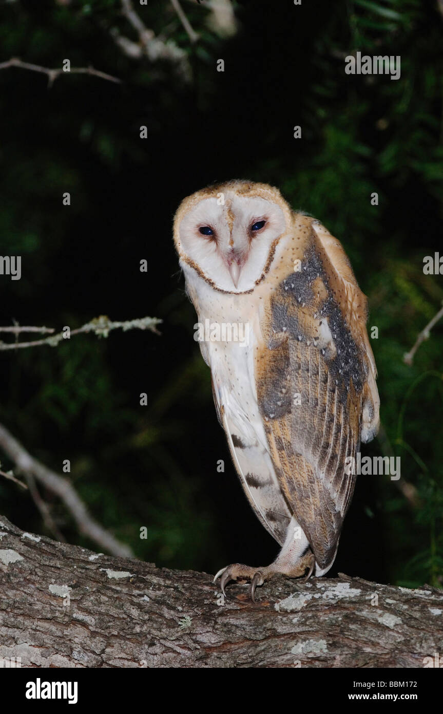 Barbagianni Tyto alba adulto La Contea di Willacy Rio Grande Valley Texas USA Maggio 2007 Foto Stock