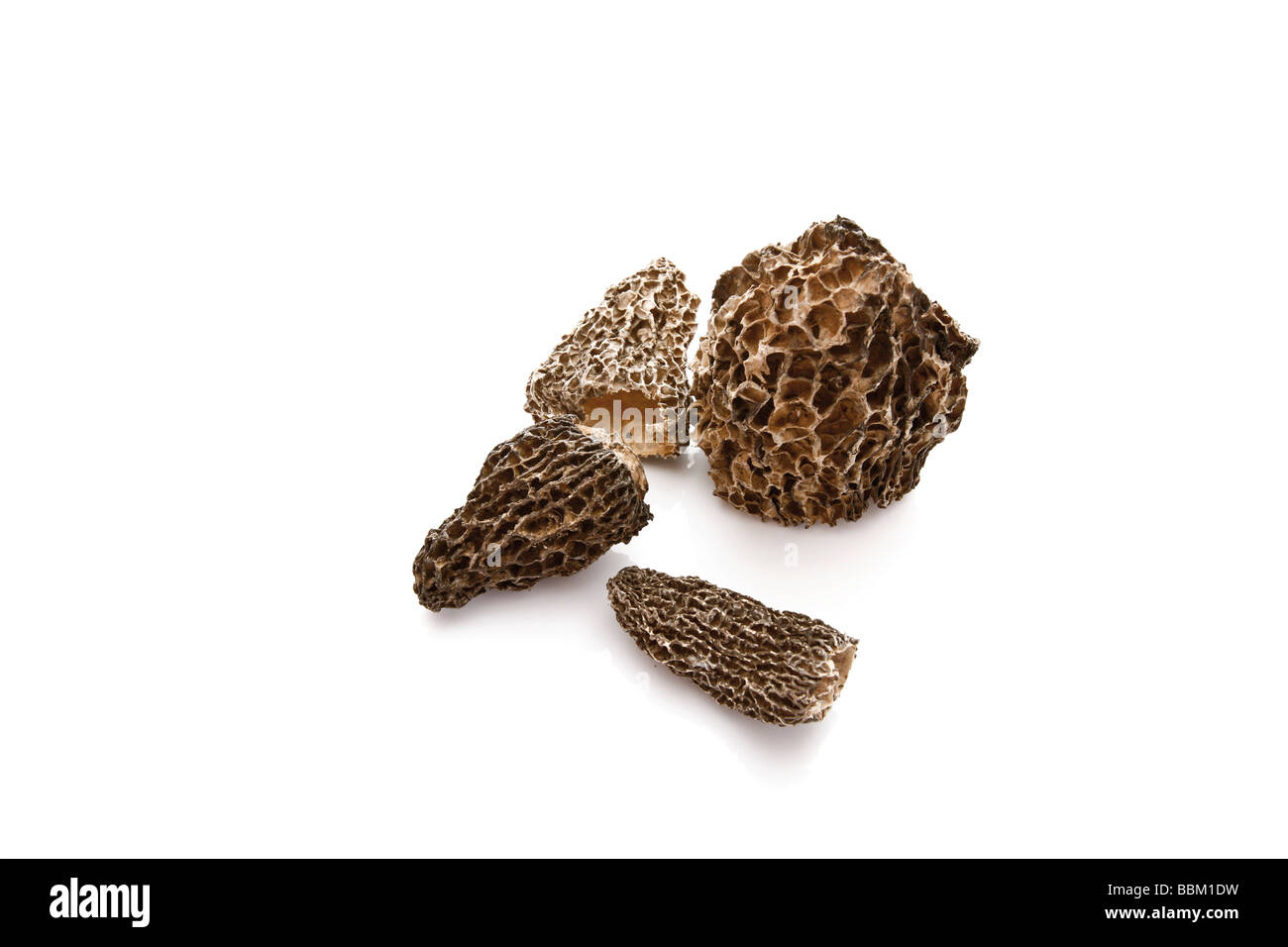 Morel (Morchella) Foto Stock